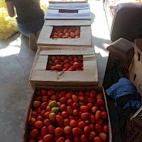 Fresh food and produce to the local community