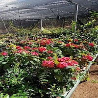 The local nursery growing produce and flowers