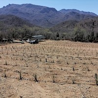 Support in funding and planting an Agave nursery for the local community